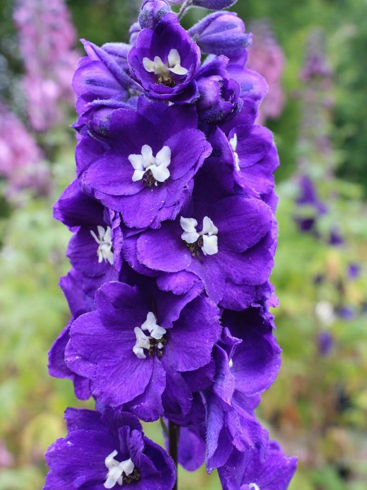 Delphinium elatum 'Delphi's Emerald'